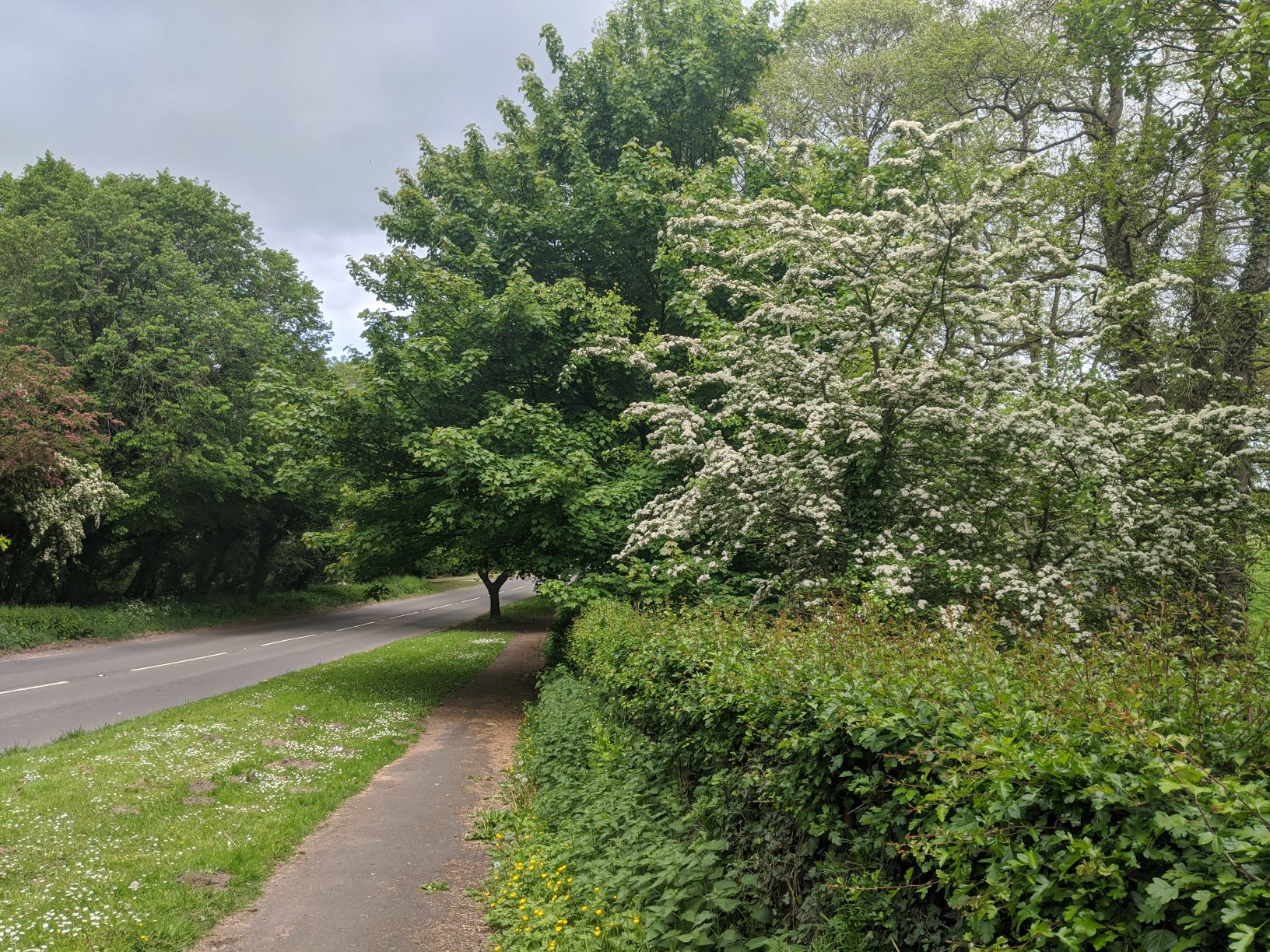 May blossom on the A529, May 22nd
